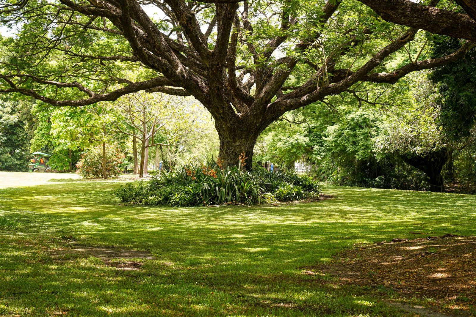 Ausladende Eiche spendet Schatten in einem Park