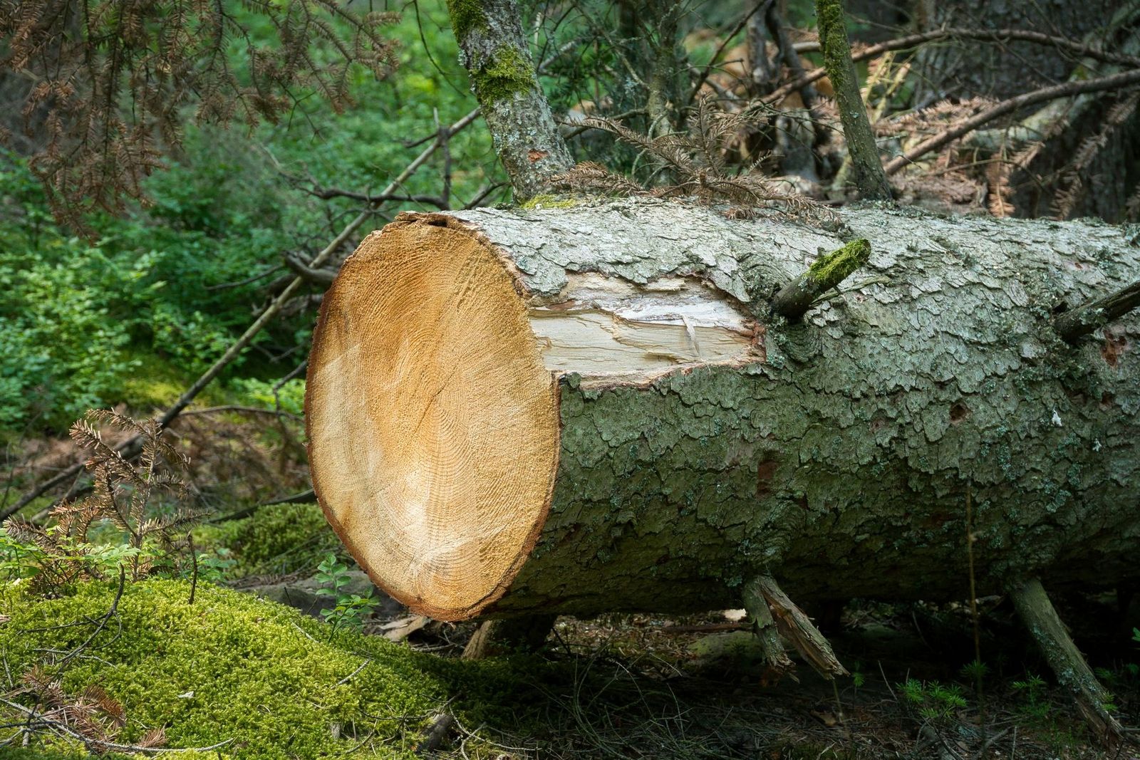 Gefällter Stamm im Wald bei Schömberg